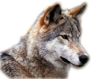 Wolf PNG-23173